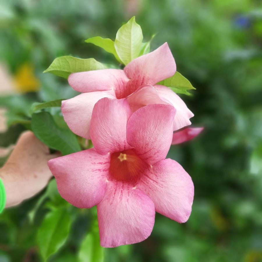קנואה קבראדה Manga Rosa Hospedagem מראה חיצוני תמונה